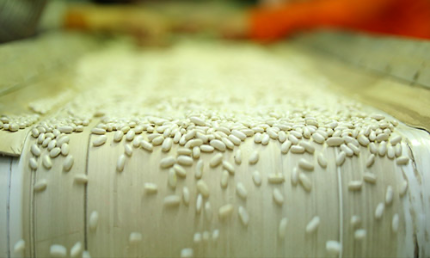White beans moving along a processing belt at the Global Master facility