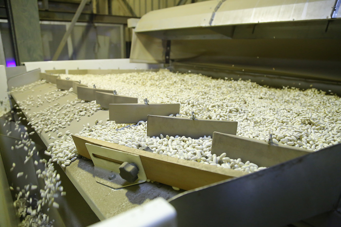 Optical sorting line processing white beans at the Global Master facility